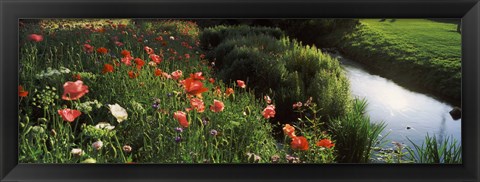 Framed Wildflowers, Crakehall Beck, Crakehall, North Yorkshire, England Print