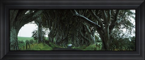 Framed Trees at the Dark Hedges, Armoy, County Antrim, Northern Ireland Print