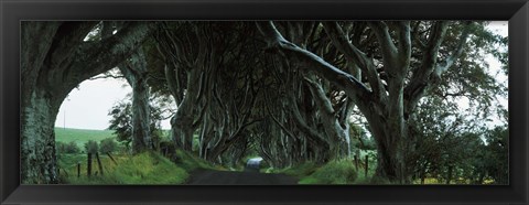 Framed Trees at the Dark Hedges, Armoy, County Antrim, Northern Ireland Print