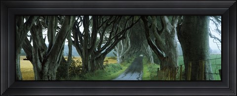 Framed Road at the Dark Hedges, Armoy, County Antrim, Northern Ireland Print