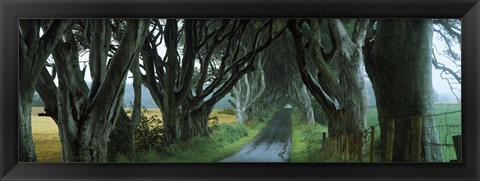 Framed Road at the Dark Hedges, Armoy, County Antrim, Northern Ireland Print