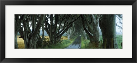 Framed Road at the Dark Hedges, Armoy, County Antrim, Northern Ireland Print