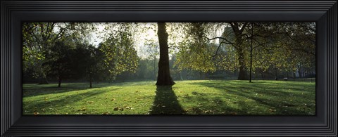 Framed Trees in a park, St. James&#39;s Park, Westminster, London, England Print