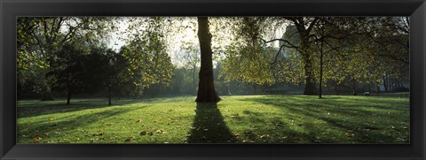 Framed Trees in a park, St. James&#39;s Park, Westminster, London, England Print