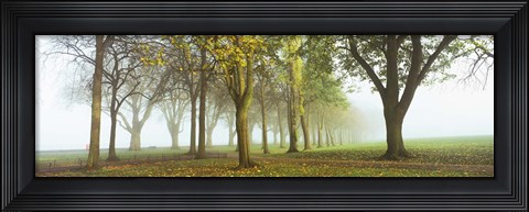 Framed Trees in a park during fog, Wandsworth Park, Putney, London, England Print
