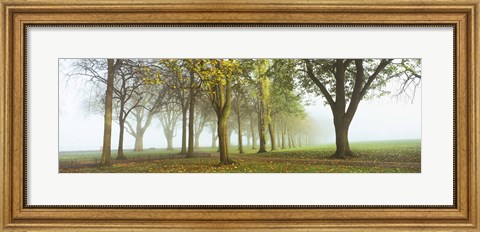Framed Trees in a park during fog, Wandsworth Park, Putney, London, England Print