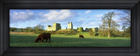 Framed Highland cattle grazing in a field, Helmsley Castle, Helmsley, North Yorkshire, England Print