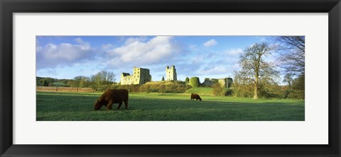 Framed Highland cattle grazing in a field, Helmsley Castle, Helmsley, North Yorkshire, England Print