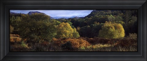 Framed Trees on a mountain, Glen Carron, Highlands Region, Inverness-Shire, Scotland Print