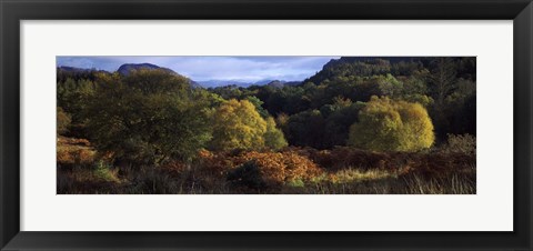 Framed Trees on a mountain, Glen Carron, Highlands Region, Inverness-Shire, Scotland Print