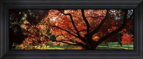 Framed Acer tree in a garden, Thorp Perrow Arboretum, Bedale, North Yorkshire, England Print