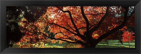 Framed Acer tree in a garden, Thorp Perrow Arboretum, Bedale, North Yorkshire, England Print