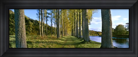 Framed Poplar Treelined at the riverside, River Tweed, Maxton, Newtown St. Boswells, Scotland Print