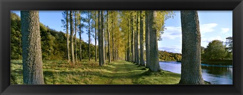 Framed Poplar Treelined at the riverside, River Tweed, Maxton, Newtown St. Boswells, Scotland Print