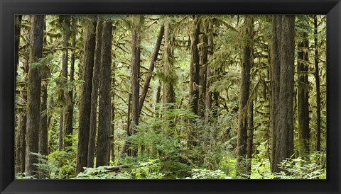 Framed Trees in a forest, Quinault Rainforest, Olympic National Park, Washington State Print