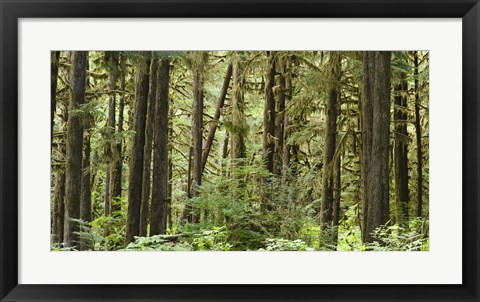 Framed Trees in a forest, Quinault Rainforest, Olympic National Park, Washington State Print