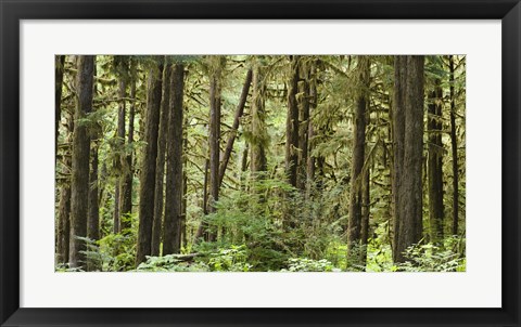 Framed Trees in a forest, Quinault Rainforest, Olympic National Park, Washington State Print