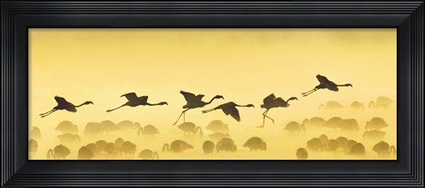 Framed Flamingos landing, Kenya Print