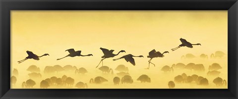 Framed Flamingos landing, Kenya Print