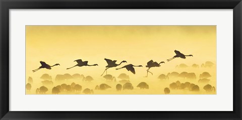 Framed Flamingos landing, Kenya Print