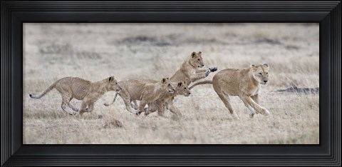 Framed Lioness (Panthera leo) and cubs at play, Kenya Print
