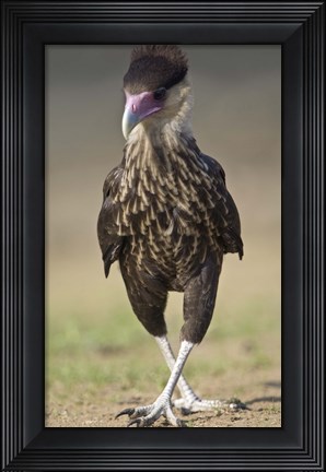 Framed Close-up of a Crested caracara (Polyborus plancus), Brazil Print