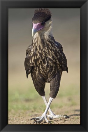 Framed Close-up of a Crested caracara (Polyborus plancus), Brazil Print