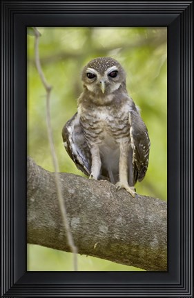 Framed Close-up of White-Browed Hawk Owl (Ninox superciliaris), Madagascar Print