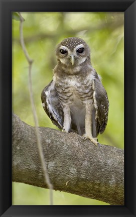 Framed Close-up of White-Browed Hawk Owl (Ninox superciliaris), Madagascar Print