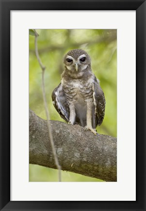 Framed Close-up of White-Browed Hawk Owl (Ninox superciliaris), Madagascar Print