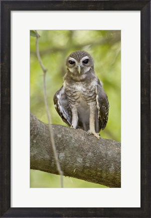 Framed Close-up of White-Browed Hawk Owl (Ninox superciliaris), Madagascar Print