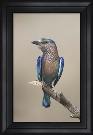 Framed Close-up of an Indian roller (Coracias benghalensis), India Print