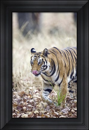 Framed Bengal tiger (Panthera tigris tigris) in a forest, India Print
