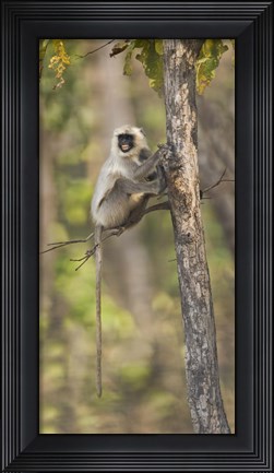 Framed Hanuman langur (Semnopithecus entellus) on a tree, India Print