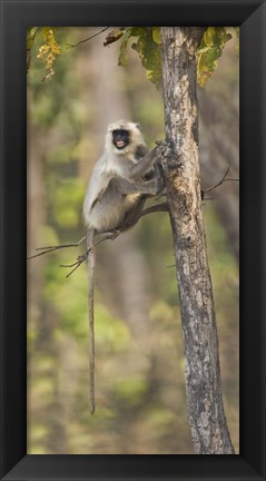 Framed Hanuman langur (Semnopithecus entellus) on a tree, India Print