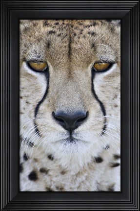 Framed Close-up of a cheetah (Acinonyx jubatus), Tanzania Print