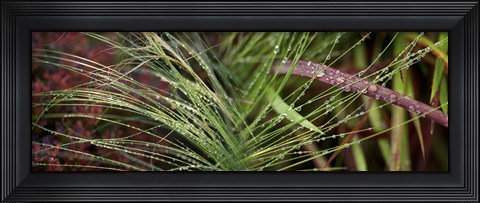 Framed Dew drops on grass Print