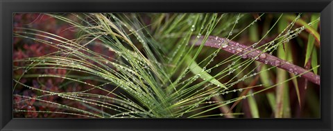 Framed Dew drops on grass Print