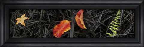 Framed Close-up of different leaves Print