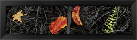 Framed Close-up of different leaves Print