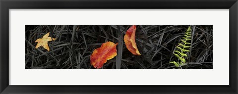 Framed Close-up of different leaves Print