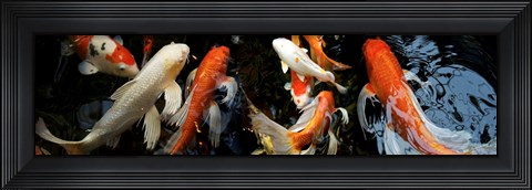 Framed Koi Carp swimming underwater Print