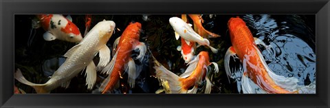 Framed Koi Carp swimming underwater Print