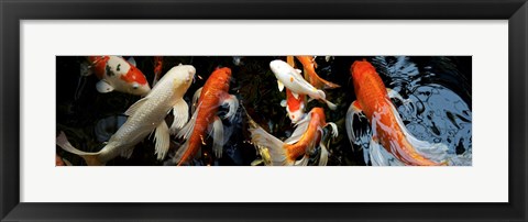 Framed Koi Carp swimming underwater Print