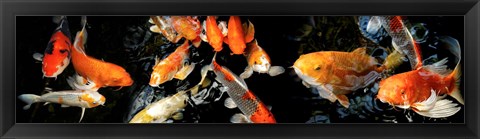 Framed Koi Swimming Print