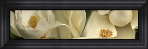 Framed Magnolia Heaven Print