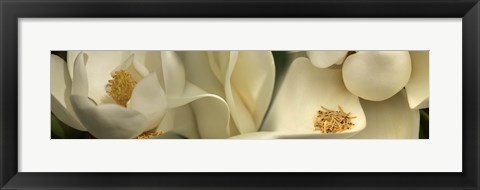 Framed Magnolia Heaven Print