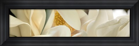 Framed Close up of Magnolia Fflowers Print
