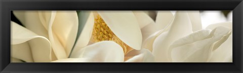 Framed Close up of Magnolia Fflowers Print