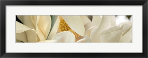 Framed Close up of Magnolia Fflowers Print